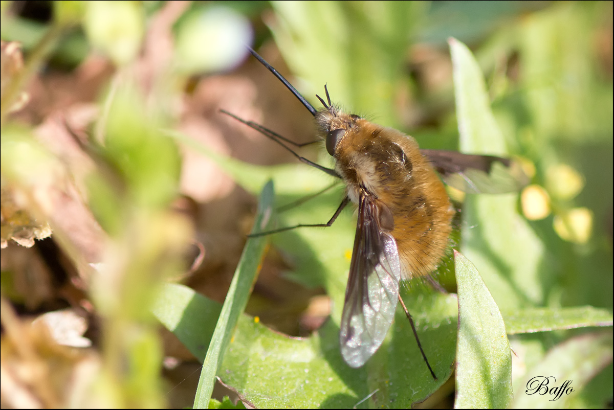 Bombylius major